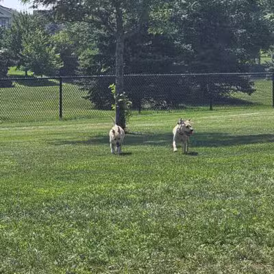 Riley's Run Dog Park - Bartlett, IL