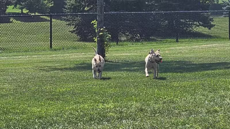 Riley's Run Dog Park - Bartlett, IL
