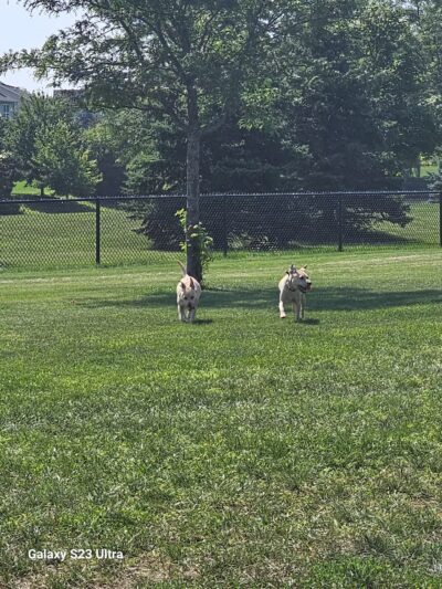 Riley's Run Dog Park - Bartlett, IL