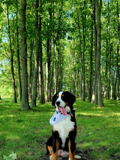 West Main Community and Bark Park - Batavia, IL