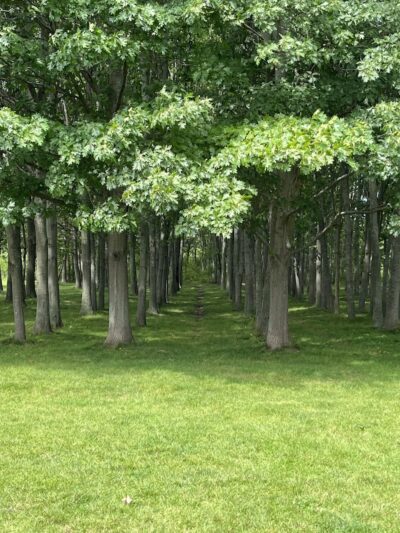 West Main Community and Bark Park - Batavia, IL