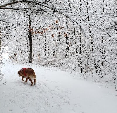West Main Community and Bark Park - Batavia, IL