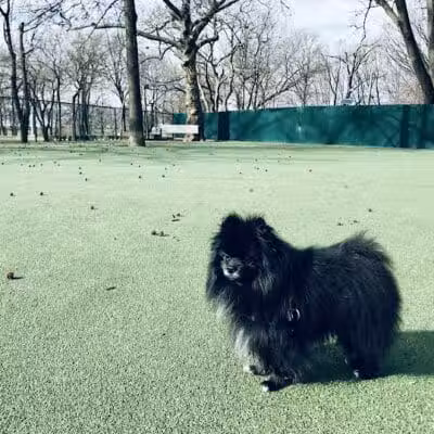 Dog Run - Bayonne, NJ