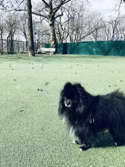 Dog Run - Bayonne, NJ