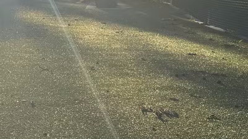 Dog Run - Bayonne, NJ