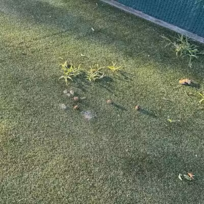 Dog Run - Bayonne, NJ
