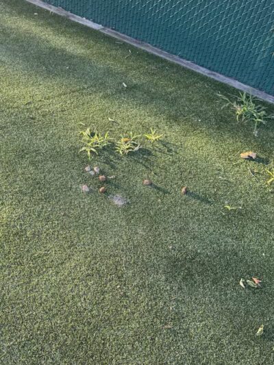 Dog Run - Bayonne, NJ