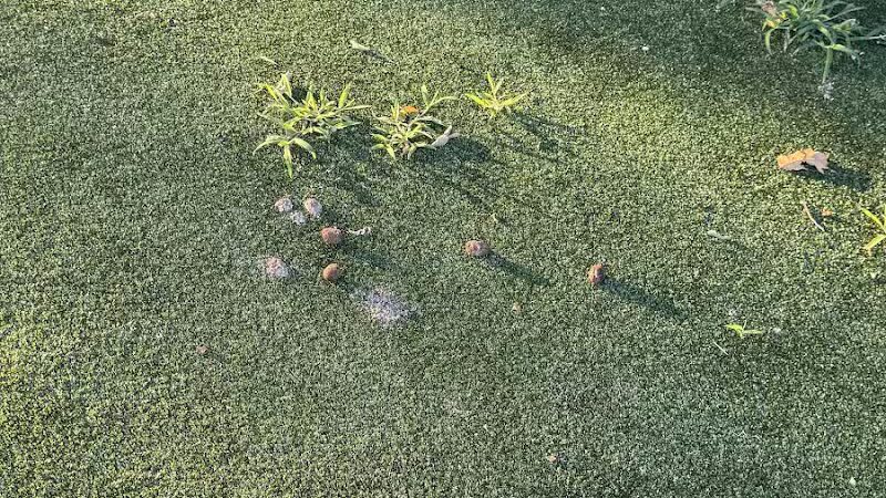 Dog Run - Bayonne, NJ