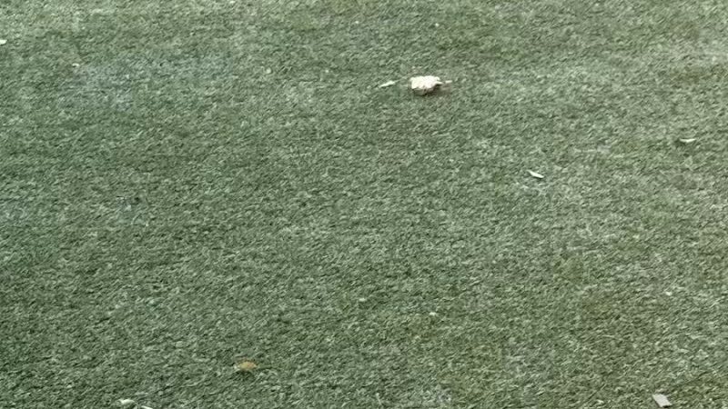 Dog Run - Bayonne, NJ