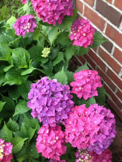 Mercer Park - Bayonne, NJ