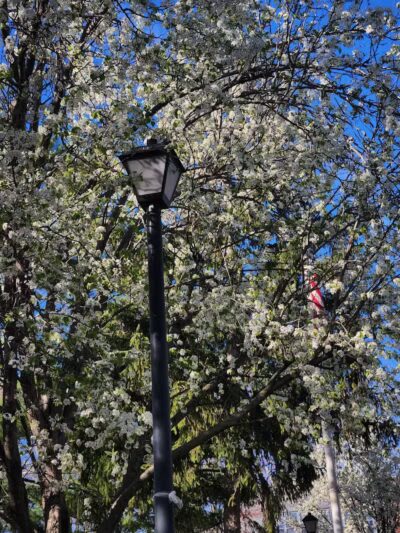 Sr. Miriam Theresa Park - Bayonne, NJ