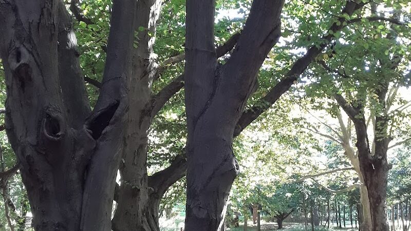 Springfield Playground - Bayside, NY