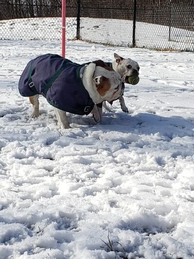 Friends of Beacon Dog Park - Beacon, NY
