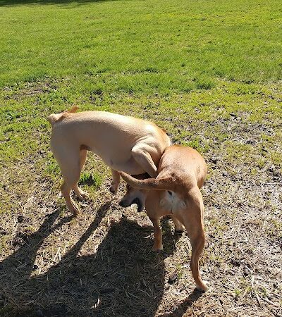 Friends of Beacon Dog Park - Beacon, NY