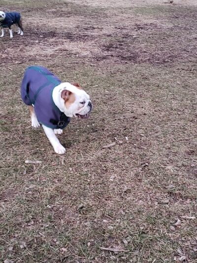 Friends of Beacon Dog Park - Beacon, NY