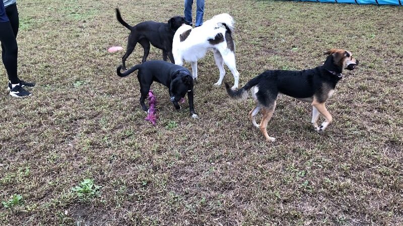 Friends of Beacon Dog Park - Beacon, NY