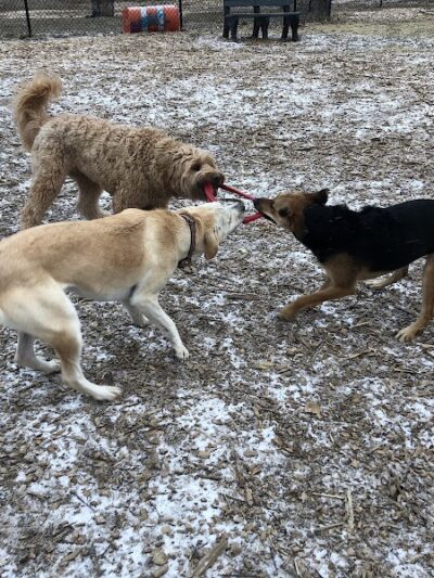 Friends of Beacon Dog Park - Beacon, NY
