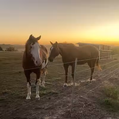 Triple E Equine - Beaver Crossing, NE
