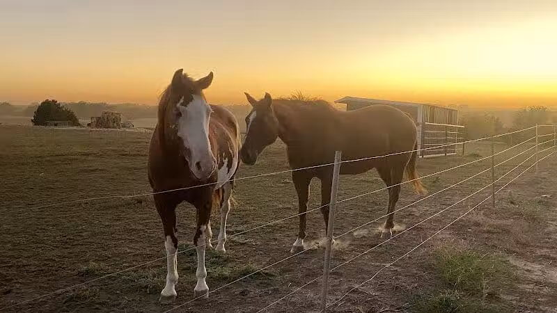 Triple E Equine - Beaver Crossing, NE