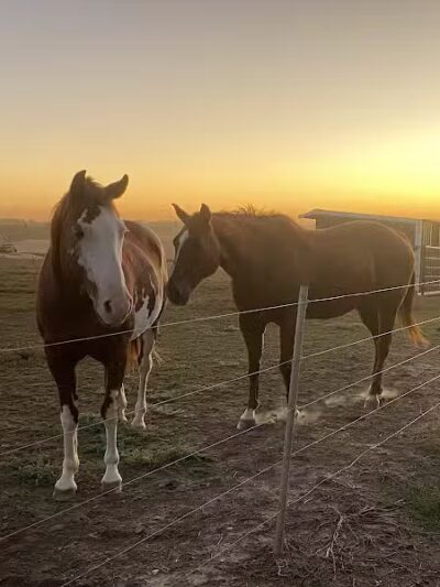 Triple E Equine - Beaver Crossing, NE