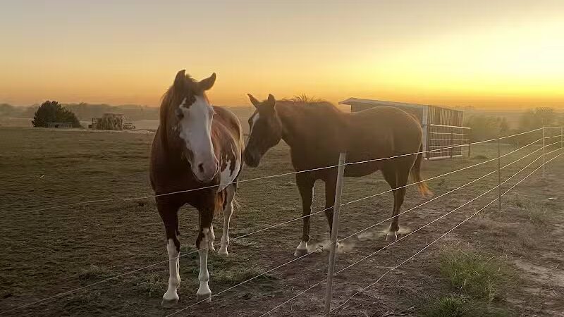 Triple E Equine - Beaver Crossing, NE