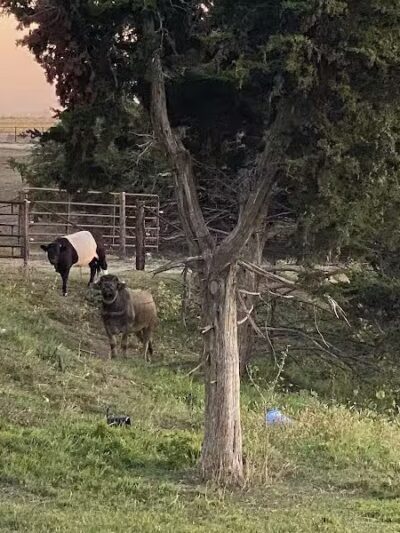 Triple E Equine - Beaver Crossing, NE