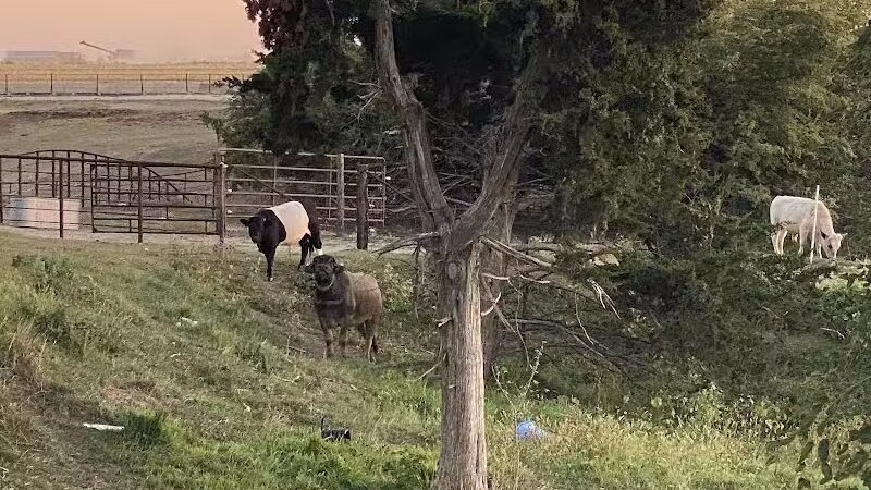 Triple E Equine - Beaver Crossing, NE