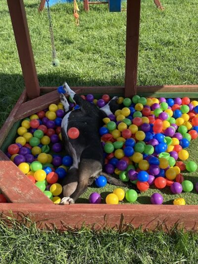 Finger Lakes Dog Park - Beaver Dams, NY