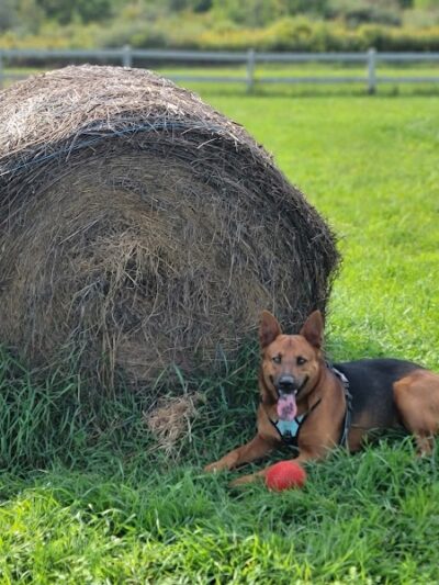 Finger Lakes Dog Park - Beaver Dams, NY