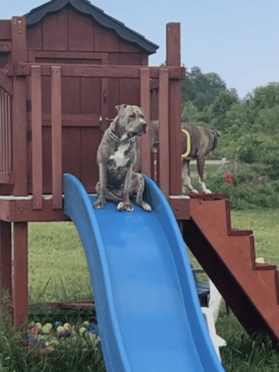 Finger Lakes Dog Park - Beaver Dams, NY