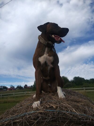 Finger Lakes Dog Park - Beaver Dams, NY