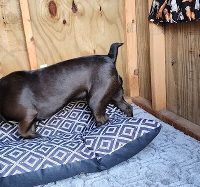 Finger Lakes Dog Park - Beaver Dams, NY