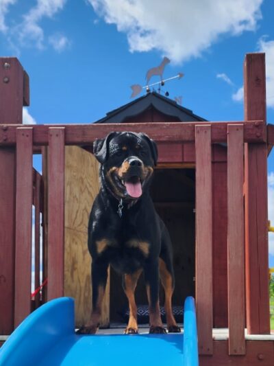 Finger Lakes Dog Park - Beaver Dams, NY