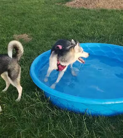 Finger Lakes Dog Park - Beaver Dams, NY