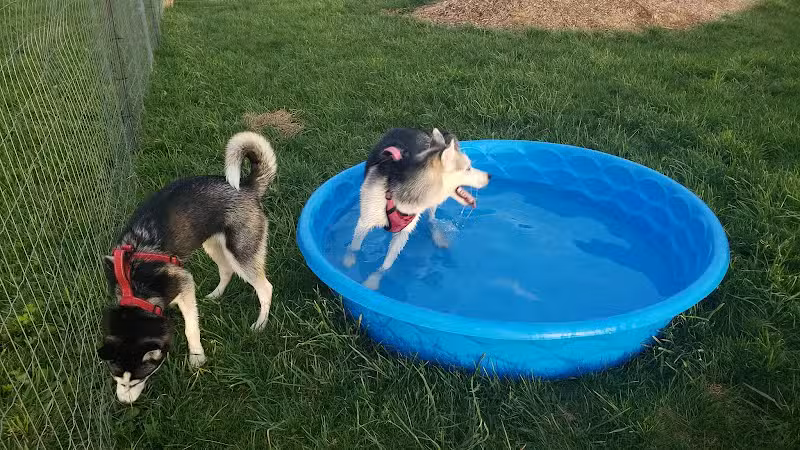 Finger Lakes Dog Park - Beaver Dams, NY