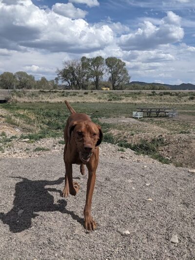 Beaver Dog Park - Beaver, UT