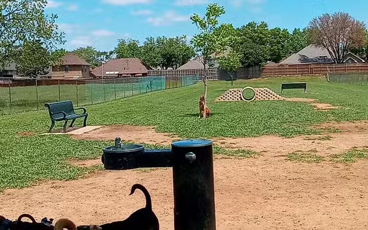 Bedford Bark Park - Bedford, TX