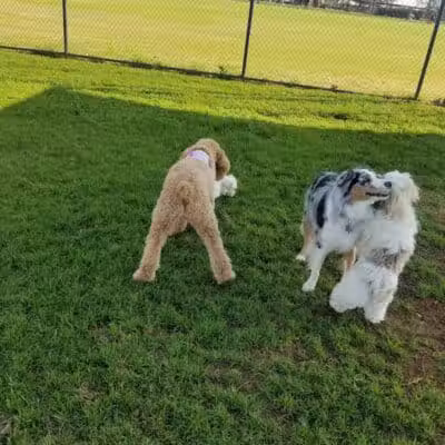 Bedford Bark Park - Bedford, TX