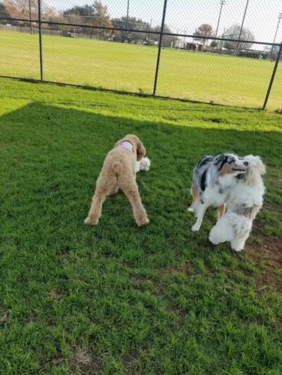 Bedford Bark Park - Bedford, TX