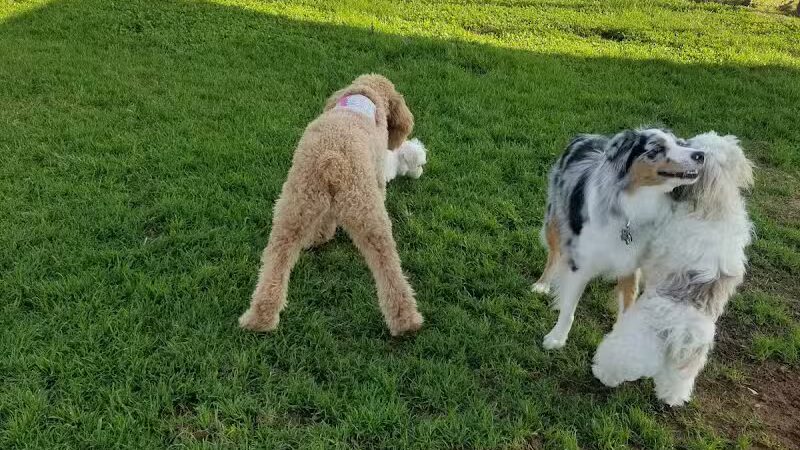 Bedford Bark Park - Bedford, TX