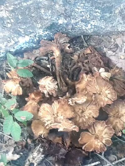 Bedford Bark Park - Bedford, TX