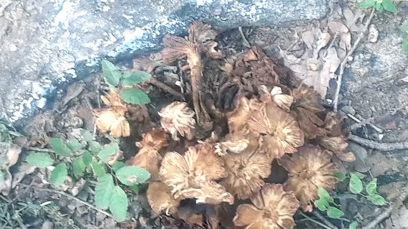 Bedford Bark Park - Bedford, TX