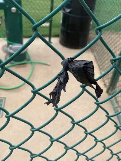 Bedford Bark Park - Bedford, TX