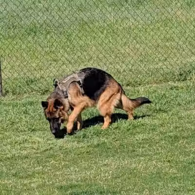 Bedford Bark Park - Bedford, TX