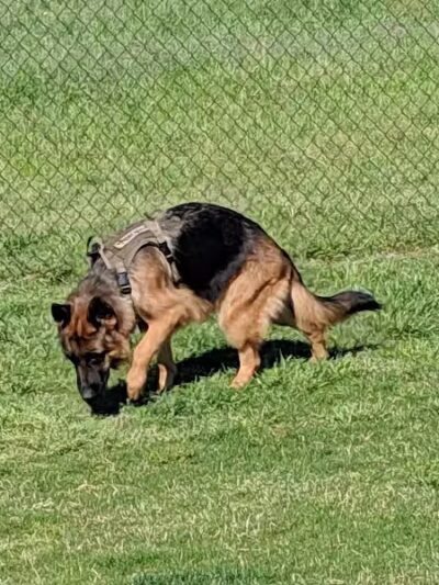Bedford Bark Park - Bedford, TX