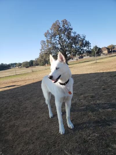 Bedford Bark Park - Bedford, TX