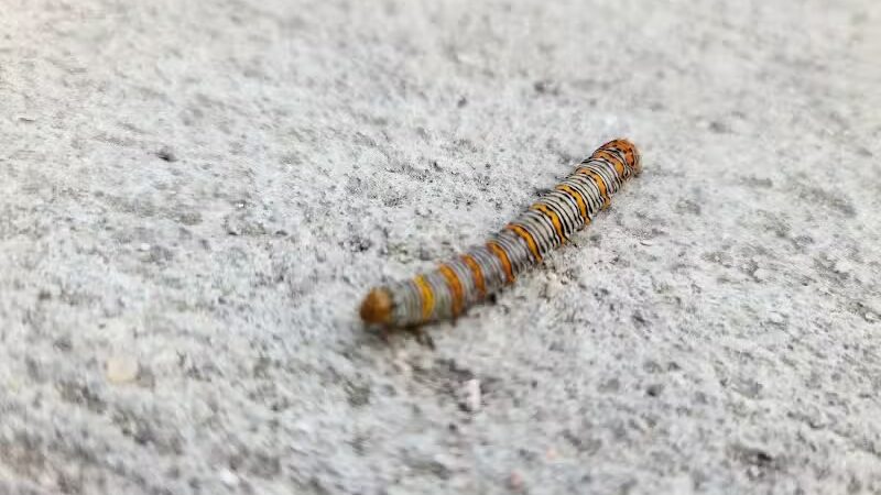 Cypress Park - Belle Chasse, LA