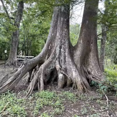 Woodlands Conservancy’s Woodlands Trail - Belle Chasse, LA