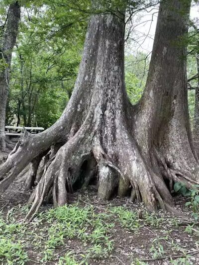 Woodlands Conservancy’s Woodlands Trail - Belle Chasse, LA