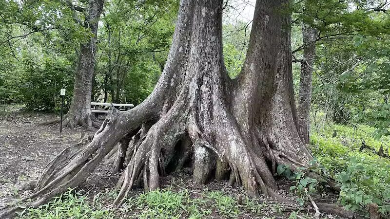 Woodlands Conservancy’s Woodlands Trail - Belle Chasse, LA